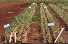 Field of onions with Iris Yellow Onion Wilt